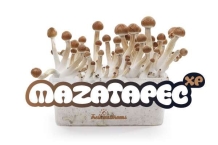 images/productimages/small/Mazatapec mushroom growkit.jpg